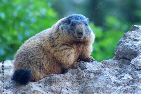 pian de schiavaneis marmotte .